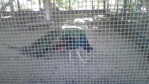 Lindo pavão no parque, as cores das asas parecem até um arco-íris [Nature & Animals]