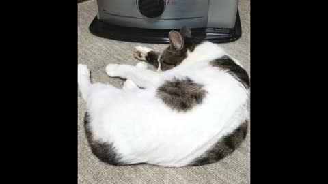 cat loves warms heater - 1080 HD