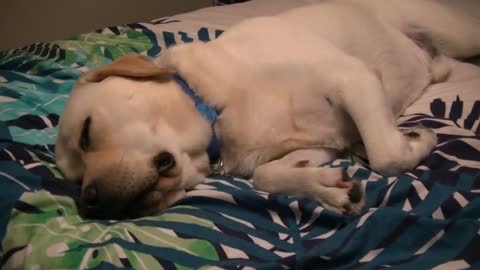 cute Labrador puppy talking while dreaming