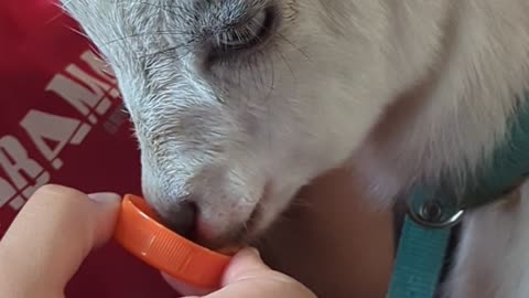 Baby Goat Loves Gatorade