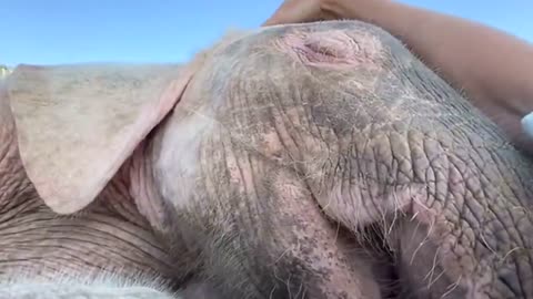 Albino elephant enjoys incredibly cute snuggle with her carer