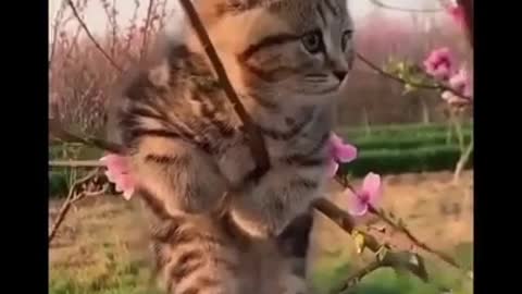 little baby cat dancing on branch of tree
