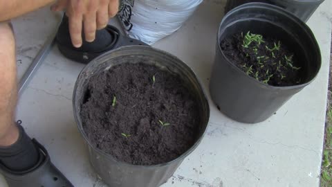 The Easiest Way To Grow Tomato Seedlings