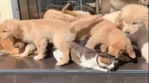 A NUMBER OF DOGS LIKES TO CUDDLE THE KITTEN