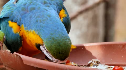 Bird Parrot Era Feather Tropical Beak