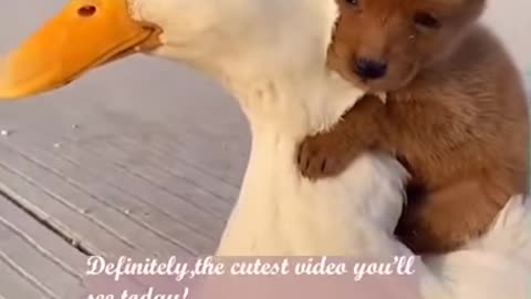 Adorable Puppy And Friendly Duck Have The Cutest Friendship