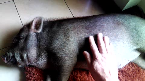 Lullaby for Bella, the rescued orphan baby pig