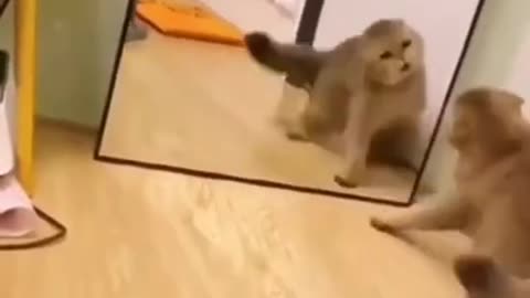 cat gets scared in the mirror