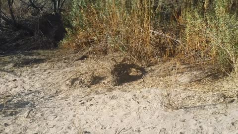 Burro Creek Arizona Campground