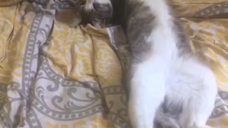 Grey cat laying on yellow bed in weird way