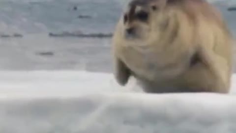 The seal pup did not escape from the polar bear