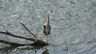 Heron on branch in river