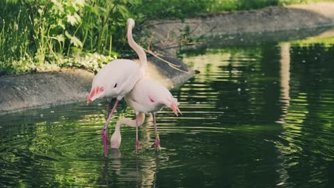 Birds Hans love enjoy in the pond really love nice