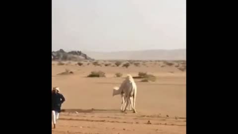 How To Get A Camel Off The Road