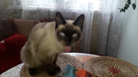 Cat with its tongue out