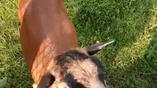 Goats Cronch on Tasty Chips