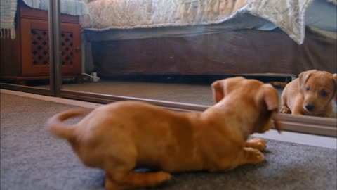 A Cute Dog Fights With His Reflection In The Mirror