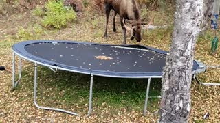 Moose Mangles In Backyard Trampoline