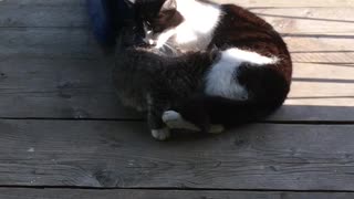 Mom cat licking her kitten