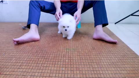 Funny cute pomeranian dog bath for first time