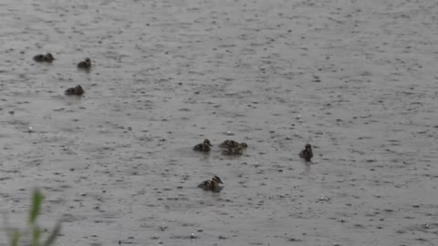 Baby Ducks in The Rain