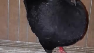 Black king pigeon part-1