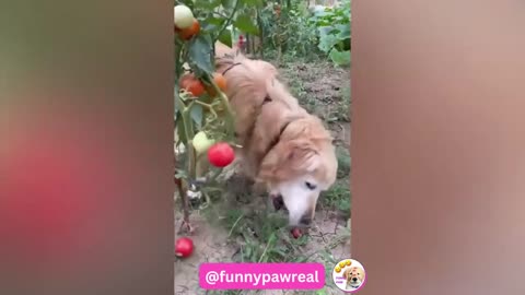 Funny Animals Video _ Try Not Laugh _ Funny Compilation 2023