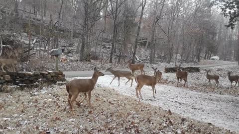 Hungry Deer on a Snowy Day - Part 1