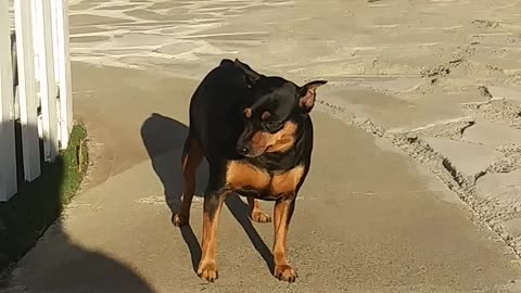 Lucy finds the ground TOO hot walk on