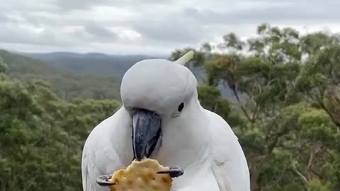 Cockatoo snacks on cracker on scenic balcony