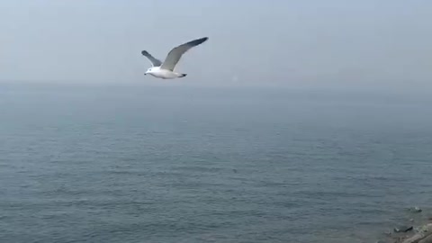 Flying Seagulls