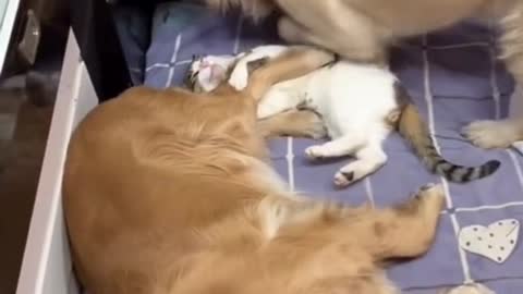 My dog loves to bother my cat