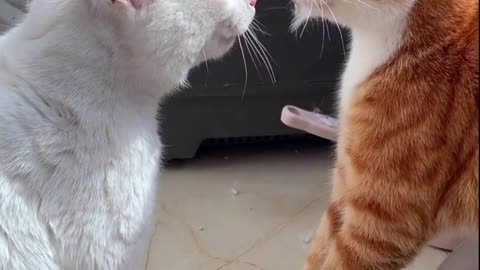 cat fighting funny
