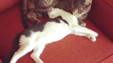 Cat grooms kitten in extremely humorous manner