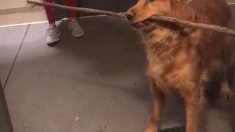 Silly Pup Can't Figure Out How To Get Giant Stick Through Doorway
