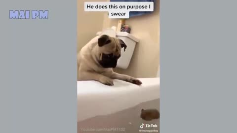 🤣Funny Dog Videos 2022🤣 🐶 It's time to LAUGH with Dog's life