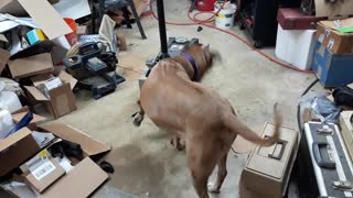 Ridgeback Mouth Wrestling, Young & Old