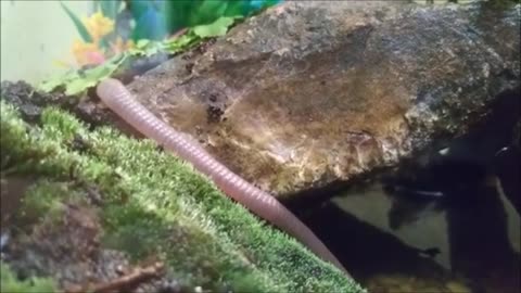 Earthworm Mossy Rock Close Up Nature Habitat View Relax With Music Night Crawler Sliding Into Water