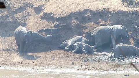 mud wresling elephants