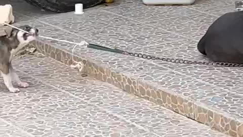 Puppy Tries To Chew Through His Friend's Leash