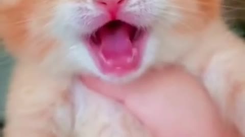 Little Cat cry 🐱🐈