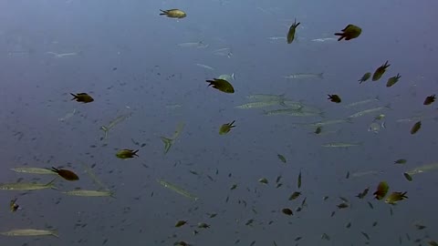 Group of golden fish FHD