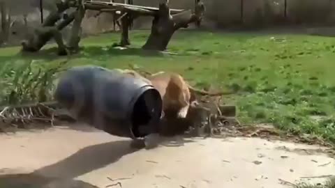 Lion Gets It's Head Stuck In Feeding Barrel!