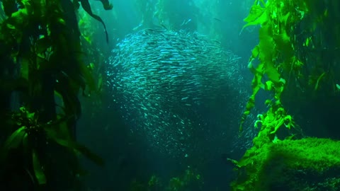 Sardine fish swarm amazing view