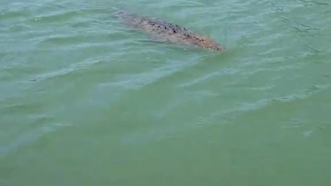 Black river Jamaica..man plays with wildlife