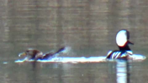 Hooded Mergansers Mating