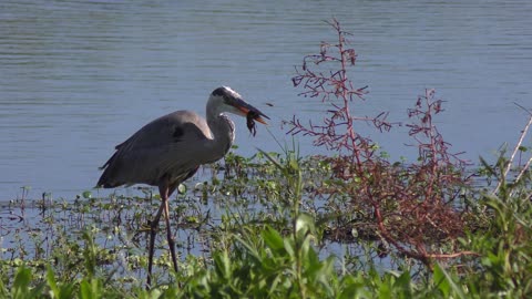 Great Blue Heron feeds on fish in Florida wetlands