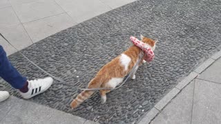 A cat's walk.