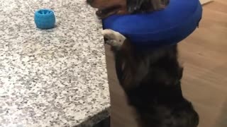 Mini Australian Shepherd Just Can't Quite Reach His Favorite Toy