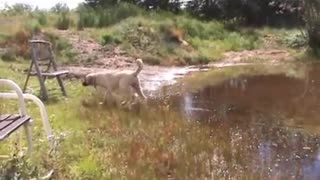 Kangal Dog puppy playing at pond (part 3)
